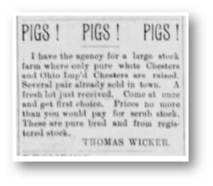 Pigs Newspaper ad